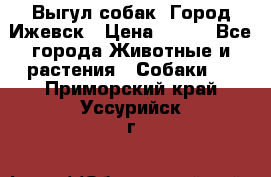 Выгул собак. Город Ижевск › Цена ­ 150 - Все города Животные и растения » Собаки   . Приморский край,Уссурийск г.